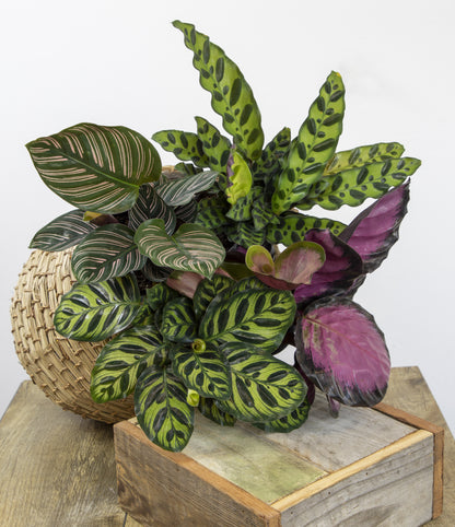 Calathea Plant Collection – Pet Safe Houseplants