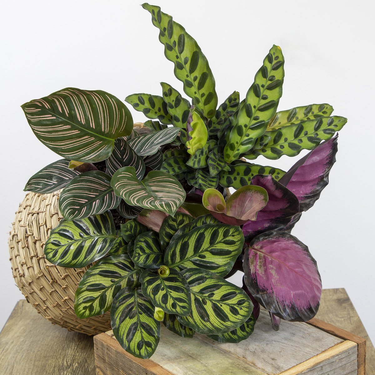 Pet Safe Calathea Collection Peacock Plants in 4.25-Inch Pots
