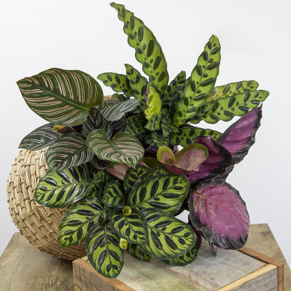 Pet Safe Calathea Collection Peacock Plants in 4.25-Inch Pots