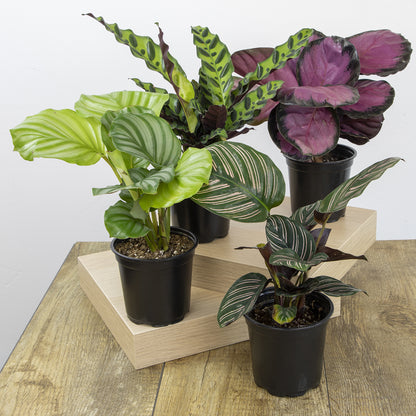 Calathea Peacock Plant 4-Pack – Pet Safe Indoor Plants for Cats & Dogs