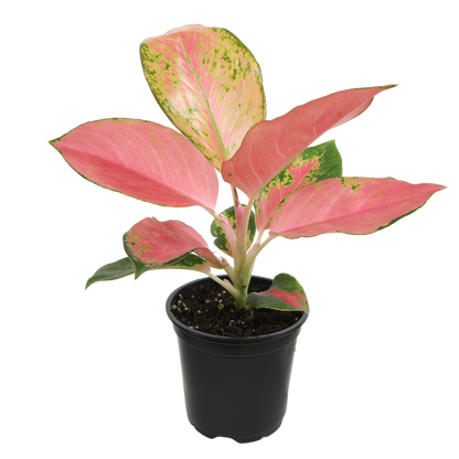 Aglaonema China Red in 4.25-Inch Pot – Pink Variegated Chinese Evergreen