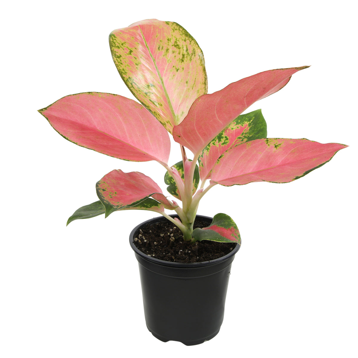 Potted plant with pink and green leaves 