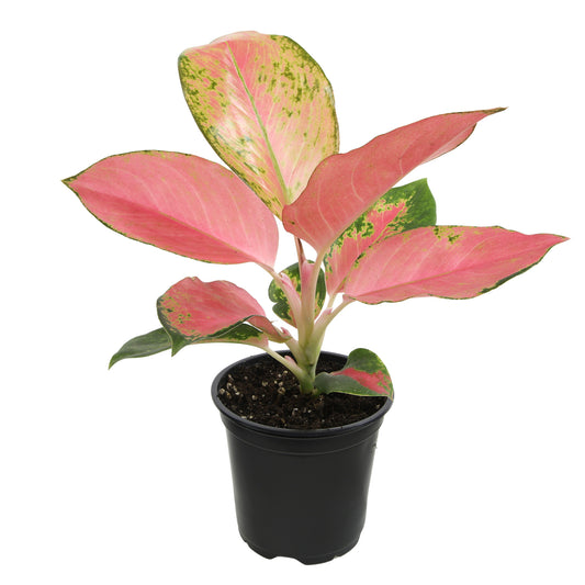Potted plant with pink and green leaves 