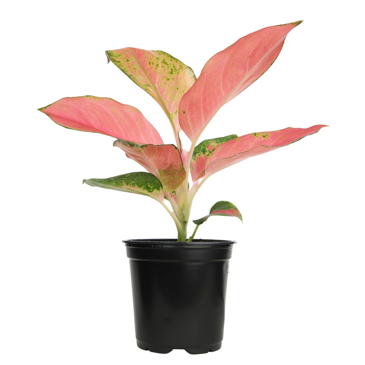 Unique Pink and Green Aglaonema China Red for Indoor Plant Collections
