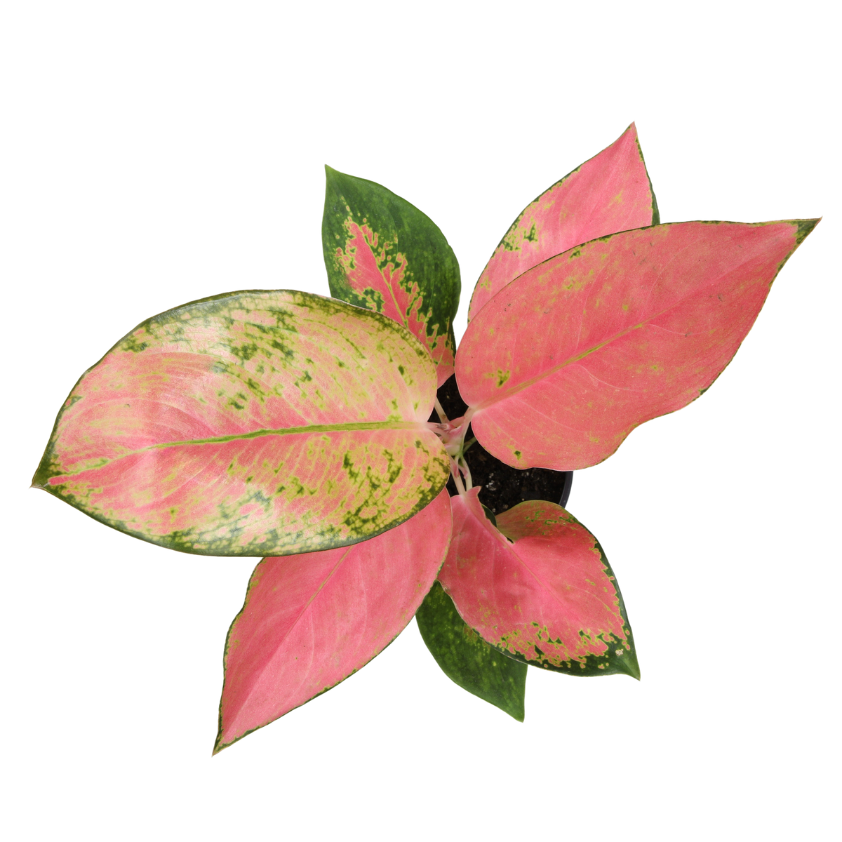 Aglaonema Commutatum China Red with Striking Pink Foliage