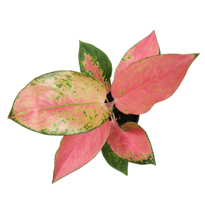 Aglaonema Commutatum China Red with Striking Pink Foliage