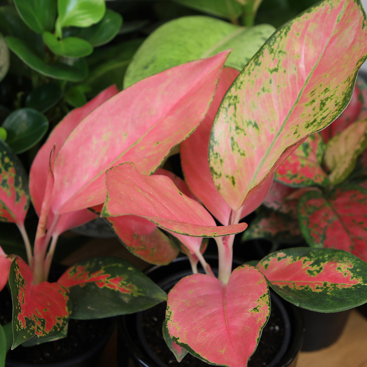 China Red Aglaonema with Vibrant Pink and Green Variegated Leaves