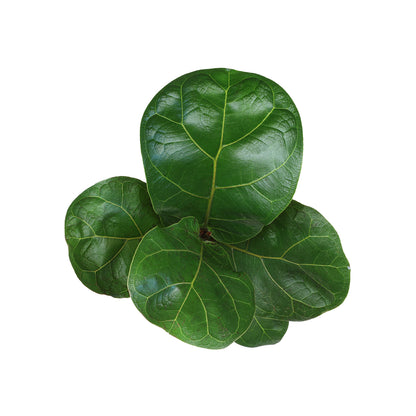 Fiddle Leaf Fig Houseplant with Lush Large Green Leaves for Indoor Spaces