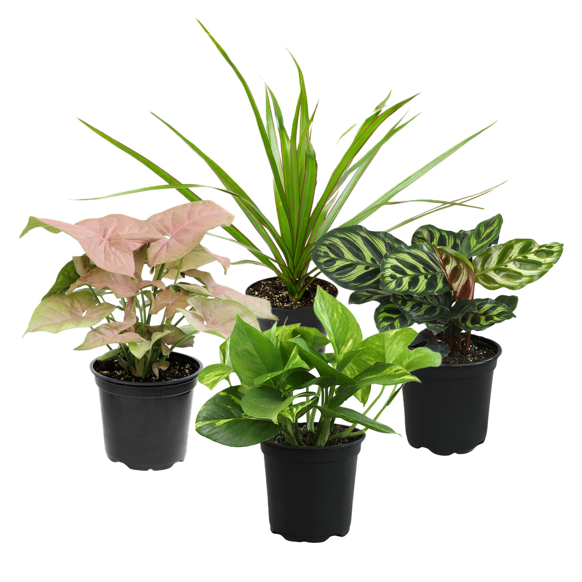 A collection of popular air purifying houseplants in black pots, including plants with broad leaves and others with vine-like growths, indicative of a mixed plant assortment.