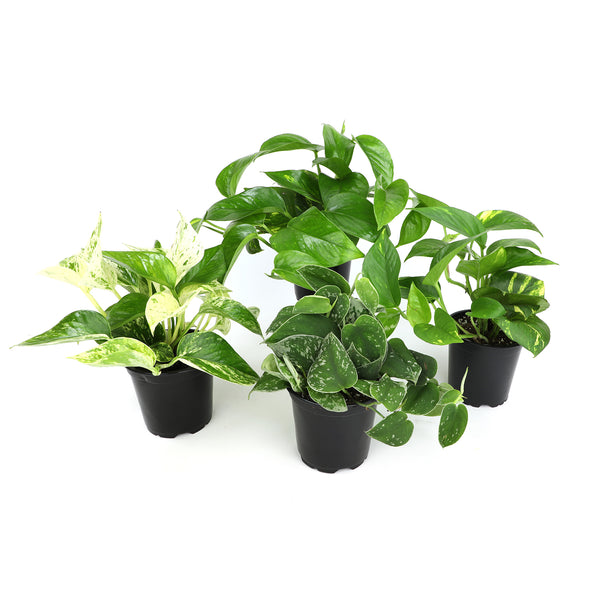 neon marble queen pothos 4IN_Foliage_Pothos_4PK_Assorted_Angle-final_2_1_600x.jpg?v=1708714121