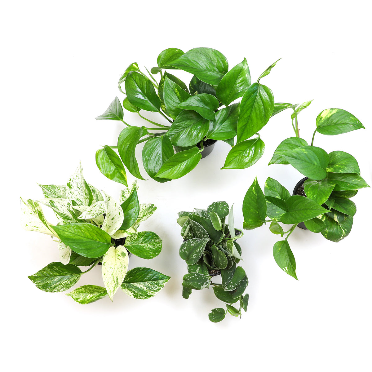 Variegated Pothos 4-Pack with Golden, Marble Queen, Neon and Satin Varieties