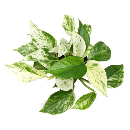 Pothos Plant Variety Pack