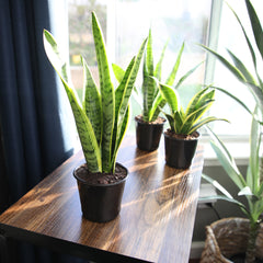 Laurentii Snake Plant: Easy Variegated Live Houseplant - (4.25” Pot) – Popular Snake Plants – Low Maintenance House Plant and Succulent for Home & Office - Great for Home or Office - Yellow & Green Plant