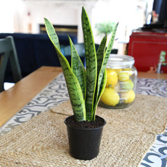 Laurentii Snake Plant: Easy Variegated Live Houseplant - (4.25” Pot) – Popular Snake Plants – Low Maintenance House Plant and Succulent for Home & Office - Great for Home or Office - Yellow & Green Plant