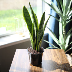 Laurentii Snake Plant: Easy Variegated Live Houseplant - (4.25” Pot) – Popular Snake Plants – Low Maintenance House Plant and Succulent for Home & Office - Great for Home or Office - Yellow & Green Plant