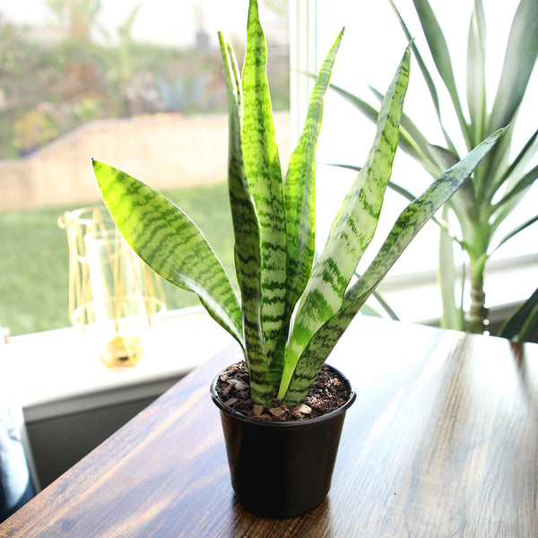 4IN_Sansevieria_Zeylanica_blk_grw_pot_lifestyle_4_copy_600x.jpg?v=1741820388