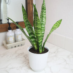 Zeylanica Snake Plant: Easy Variegated Live Houseplant - (4.25” Pot) – Popular Snake Plants – Low Maintenance House Plant for Home & Office - Great for Home or Office