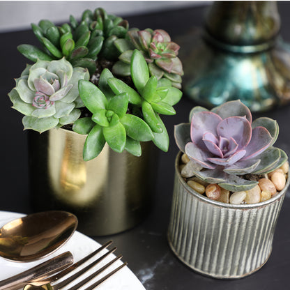 Gardens Made Easy Bulk Succulents – 50 Colorful Mini Plants for Weddings and Gifts