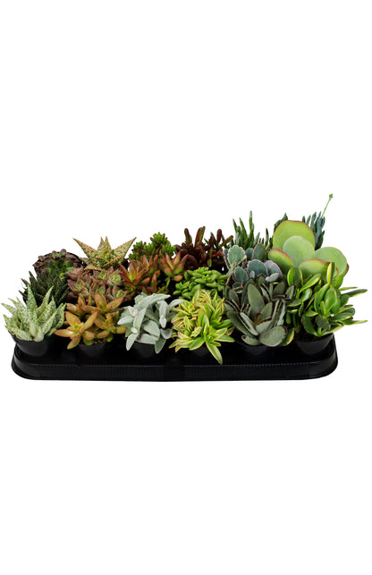 Colorful variety of small potted succulents arranged together in a nursery tray