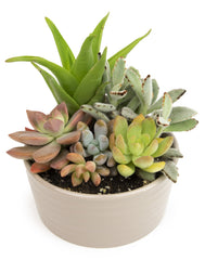 6PK 3.5" DESERT FIRE SUCCULENTS, live easy to care for succulents