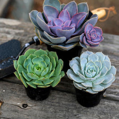 Echeveria ‘Perle von Nurnberg’: Purple, Pink Succulent - Pet-friendly Plant for Cats & Dogs - (3.5") - Drought Tolerant Succulents - Non-toxic Houseplants & Live Plants - Easy Plant Care – Flowering Houseplant