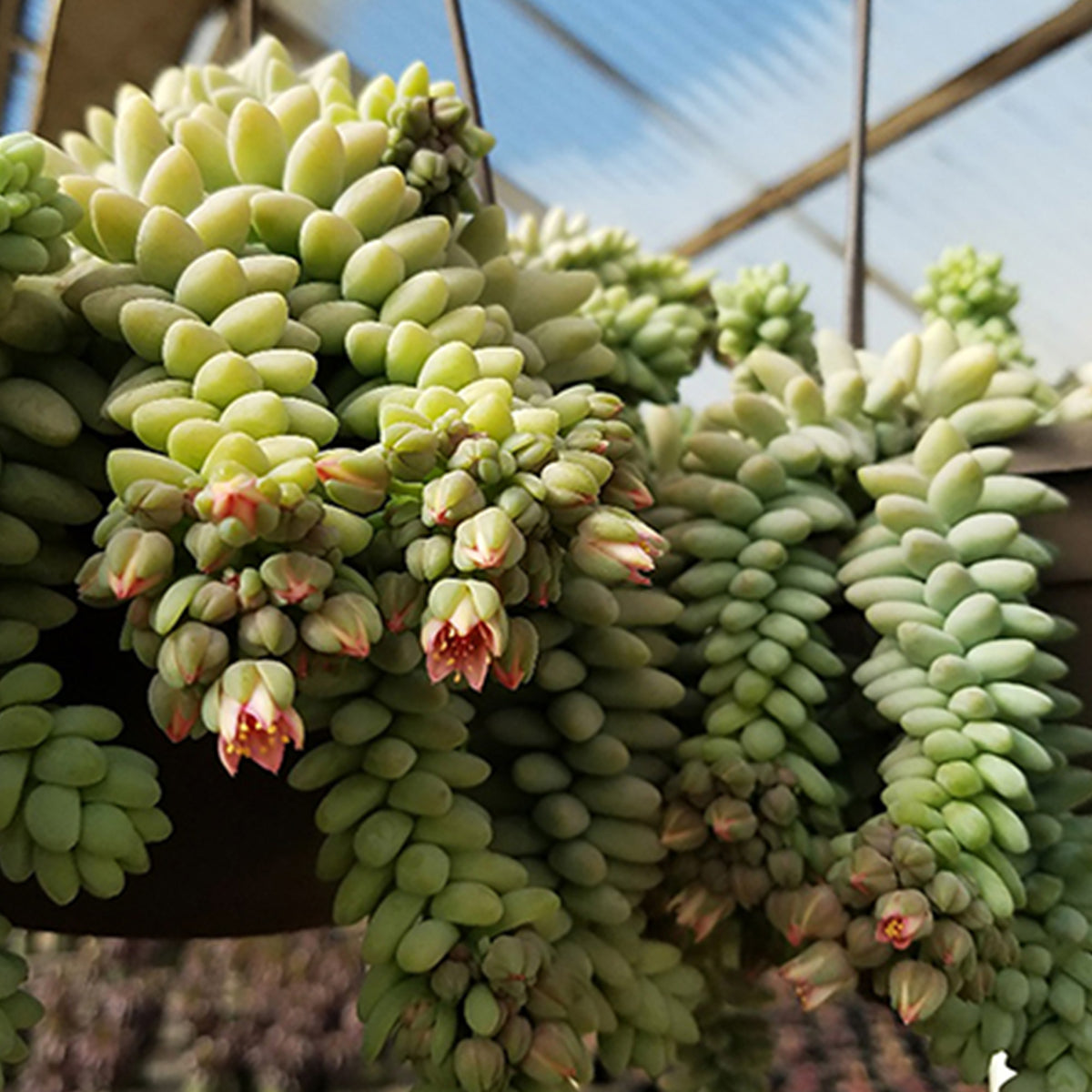 Blue-green Sedum Burrito succulent for indoor home décor