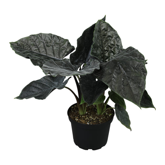 A potted Alocasia 'Antoro Velvet' plant with dark green to jet-black velvety leaves.