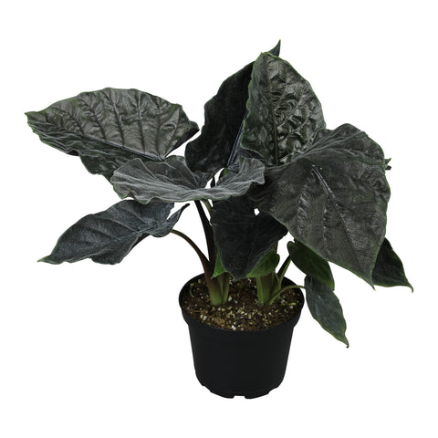 Alocasia 'Antoro Velvet': Rare Alocasias for Plant Lovers - (6” Pot) – –  Altman Plants