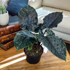 Alocasia 'Antoro Velvet': Rare Alocasias for Plant Lovers - (6” Pot) – Easy Plant Care – Low Maintenance House Plant for Home & Office - Unique Plant Lover Gift