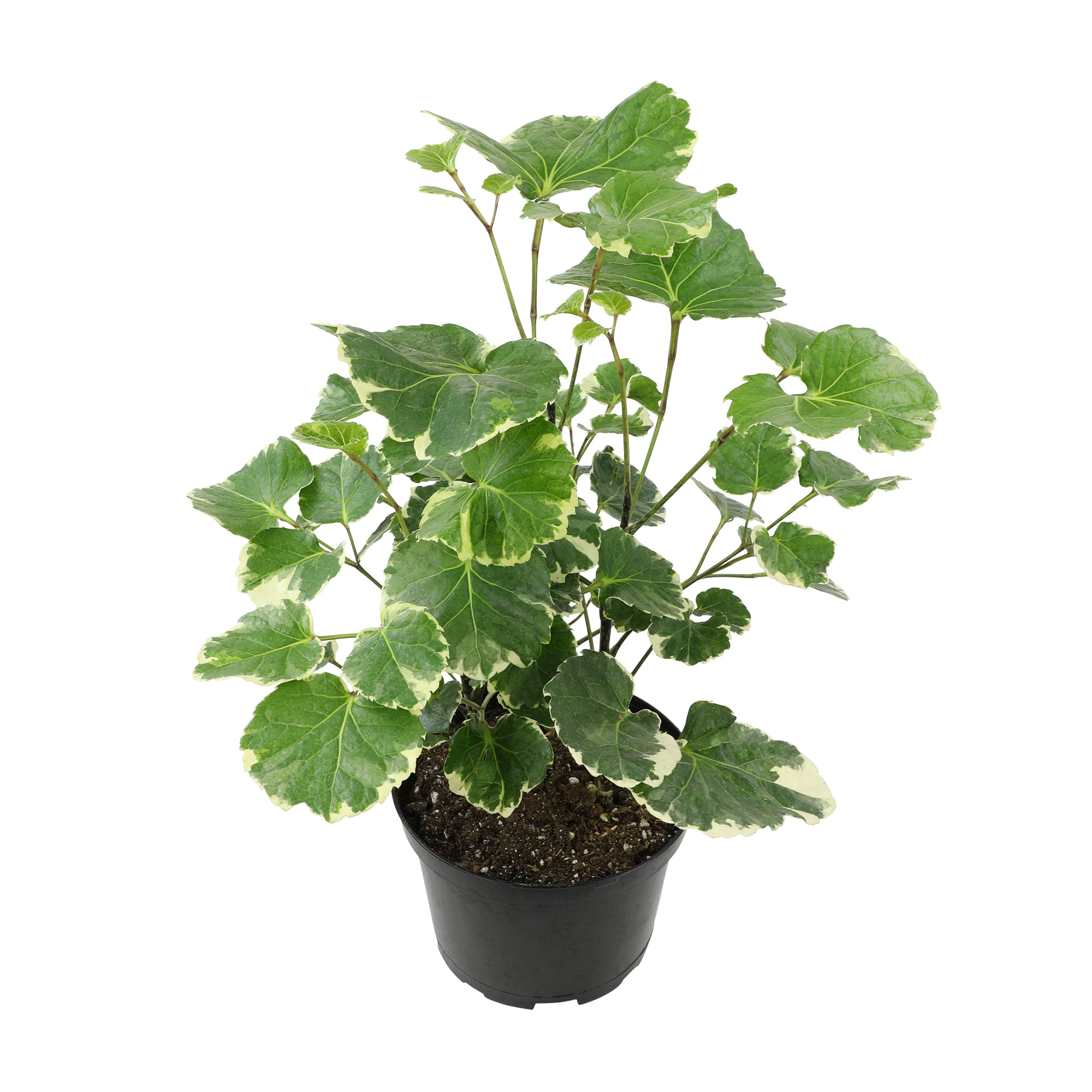 aralia house plant Aralia Balfouriana Houseplant': Rare & Unique Aralias for Plant Lovers - (6” Pot) – Easy Plant Care – Variegated Plants