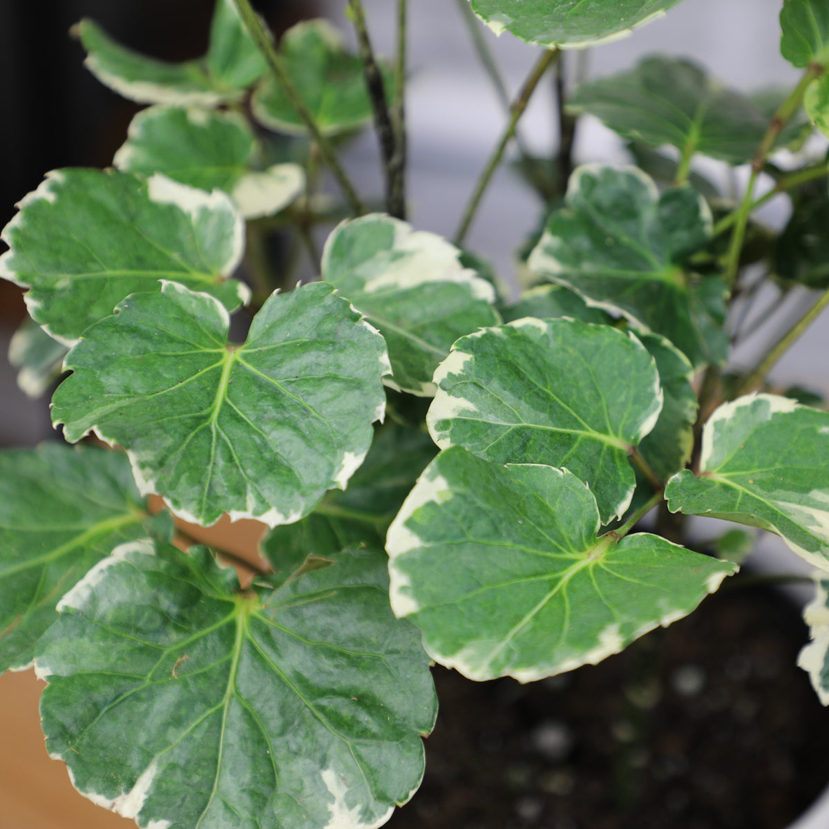 Aralia indoor plant with lobed green leaves and white margins, ideal for home décor and plant lovers