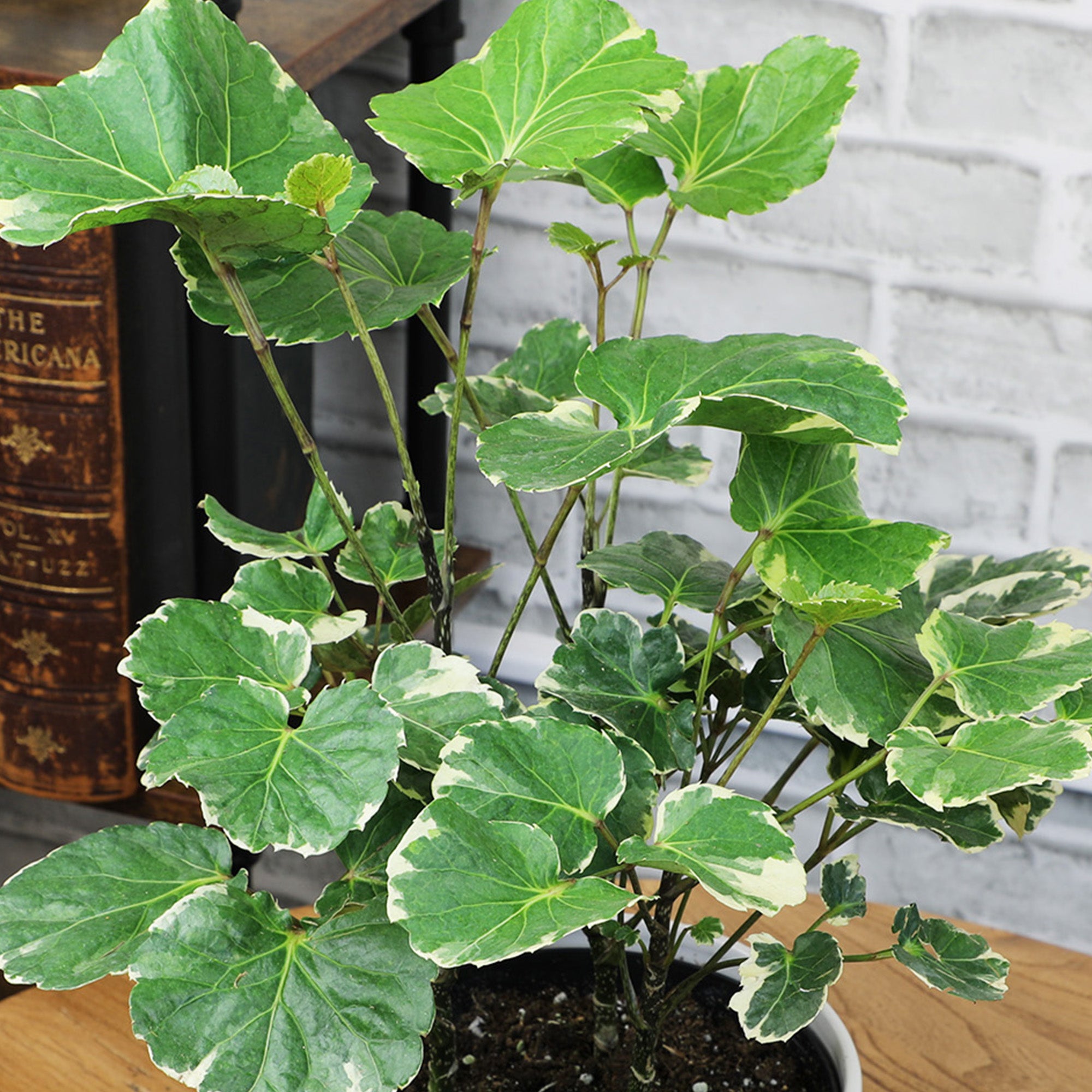 house plant with 6 leaves Aralia Balfouriana Houseplant': Rare & Unique Aralias for Plant Lovers - (6” Pot) – Easy Plant Care – Variegated Plants