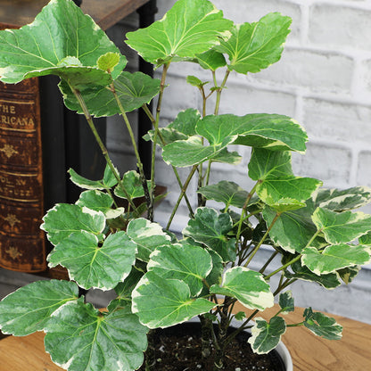 Aralia houseplant leaves with creamy white edges.