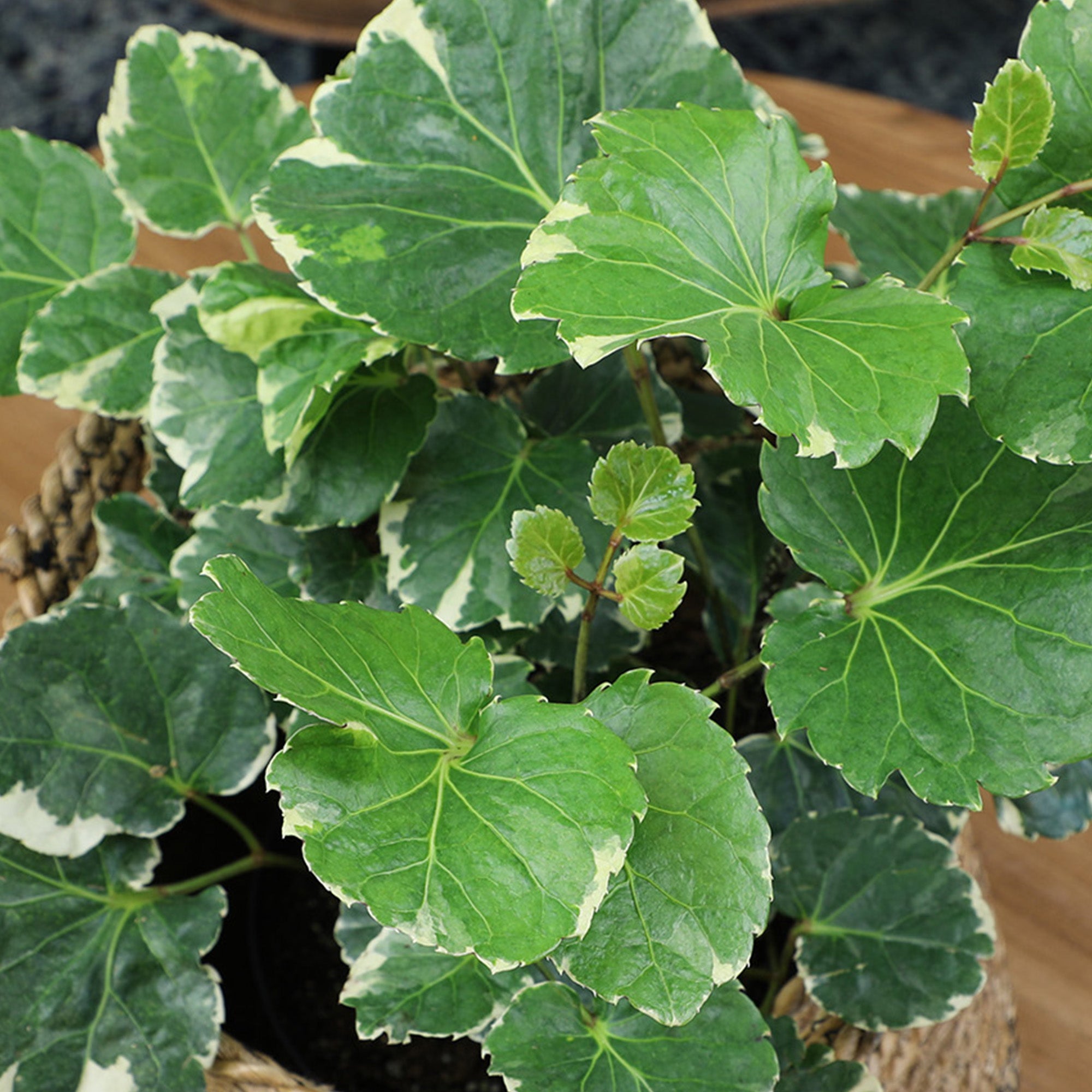 house plants round leaves Aralia Balfouriana Houseplant': Rare & Unique Aralias for Plant Lovers – Altman Plants