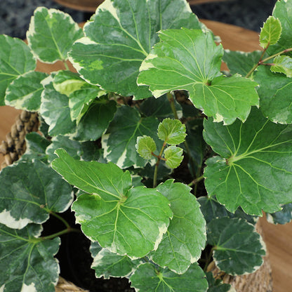 Close-up of variegated green and cream leaves on an indoor plant growing in a woven basket.