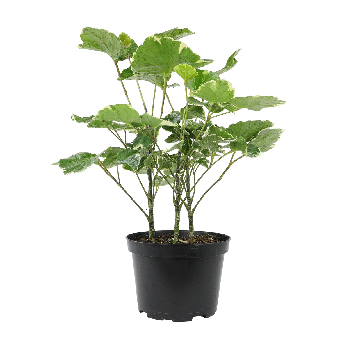 Fresh Aralia foliage in a natural woven planter on a wooden table, adding a touch of greenery to the home.