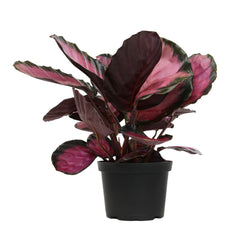 6" CALATHEA ROSEOPICTA PURPLE ROSE, Live House Plant