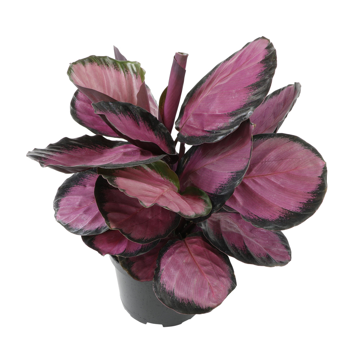 A potted Purple Rose Painted Calathea plant with vibrant purple and green leaves.