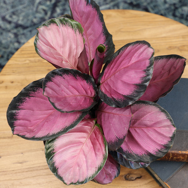 6IN_Calathea_roseopicta_Purple_Rose_lifestyle_Final_2_600x.jpg?v=1741715882