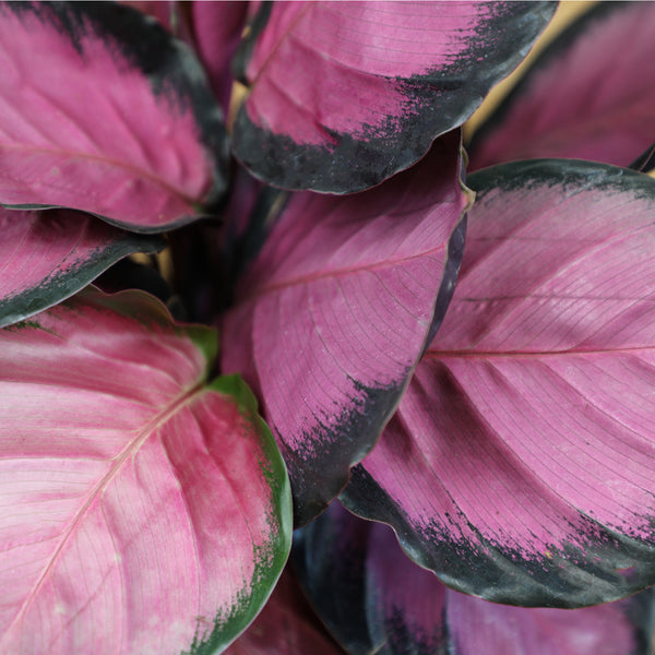 POWERS TO FLOWERS - Calathea Roseopicta Rosy, 2 Plants, in Pot 15 cm