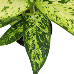 6" Dieffenbachia 'Star Bright'