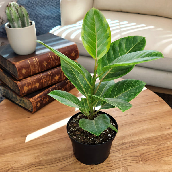 6IN_Ficus_Altissima_blk_grw_po