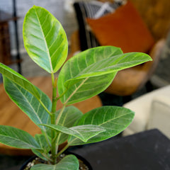 Variegated Ficus Altissima: Unique Rubber Tree - Live Indoor Plant for Plant Lovers - (6” Pot) – Easy Plant Care – Ficus Tree - Low Maintenance House Plant for Home & Office