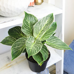 Variegated Philodendron 'Birkin' : Tropical Live Plant - Great for Beginners - (6” Pot) – Unlimited Variegation - Easy Plant Care - Unique Philodendrons - Low Maintenance House Plants