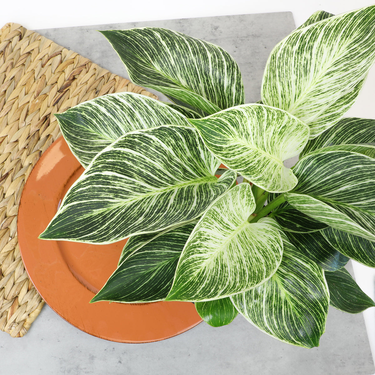 Philodendron Birkin plant with green leaves and elegant white stripes in a natural woven basket.