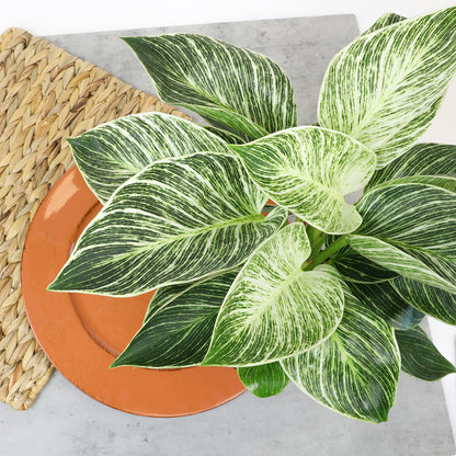 Philodendron Birkin plant with green leaves and elegant white stripes in a natural woven basket.