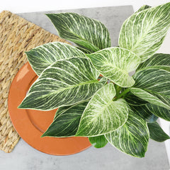 Variegated Philodendron 'Birkin' : Tropical Live Plant - Great for Beginners - (6” Pot) – Unlimited Variegation - Easy Plant Care - Unique Philodendrons - Low Maintenance House Plants