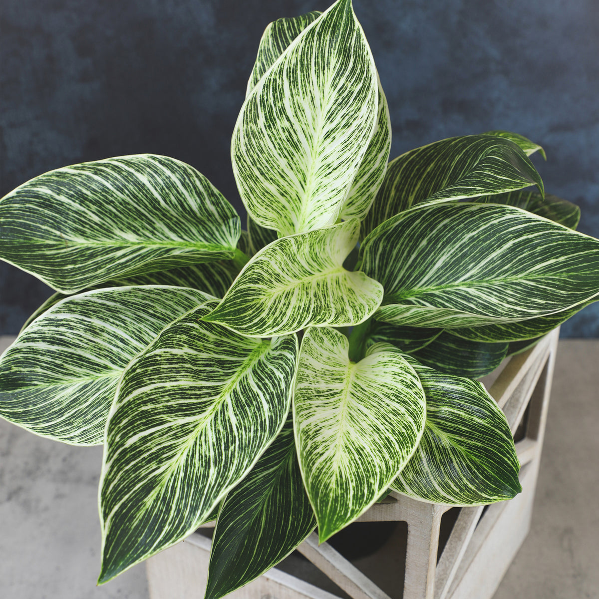 White pinstriped Philodendron Birkin foliage displayed in a rustic natural basket for home décor.