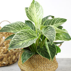 Variegated Philodendron 'Birkin' : Tropical Live Plant - Great for Beginners - (6” Pot) – Unlimited Variegation - Easy Plant Care - Unique Philodendrons - Low Maintenance House Plants