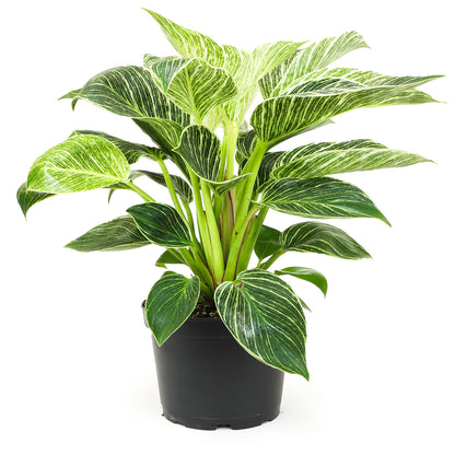 Beautiful variegated Philodendron Birkin indoor plant with creamy white pinstripes on lush green foliage.